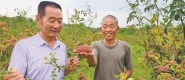 渭南市白水县：无刺花椒走俏市场