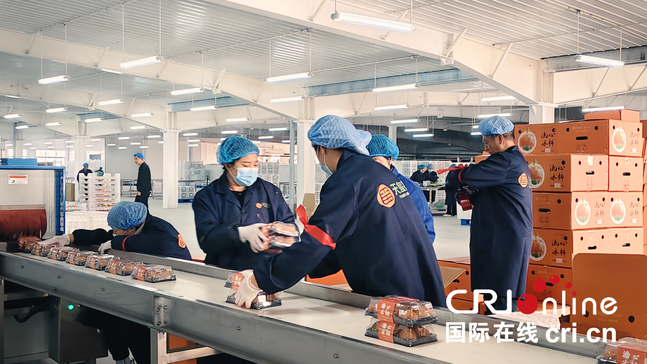 【至“陕”至美】渭南富平：红柿映黄土 秋收正当时_fororder_图片8