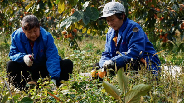 웨이난 푸핑: 가을 수확철 맞아 대지를 빛내는 붉은 감