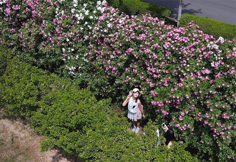 蔷薇花墙惹人醉