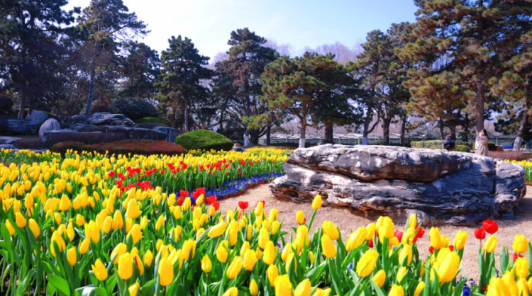 马年新春添盛景 中国唐苑20万株郁金香惊艳绽放_fororder_图片2