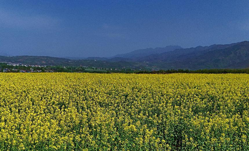 “金色花海”美如画
