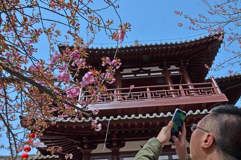 青龙寺赏樱人潮涌