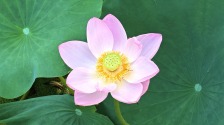 图片默认标题