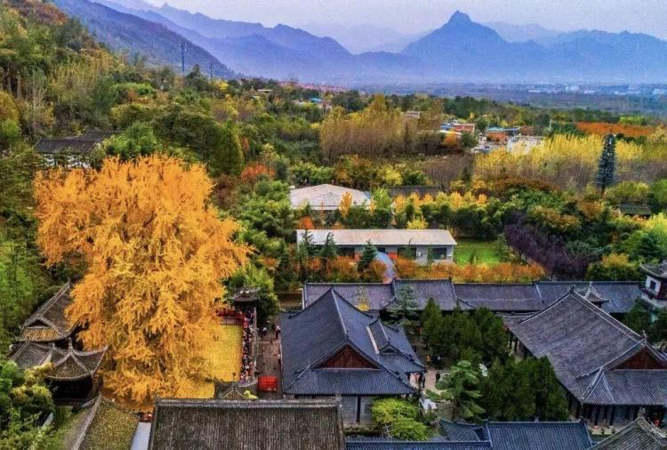 西安古观音禅寺千年银杏火出圈 网上预约错峰游览已开启
