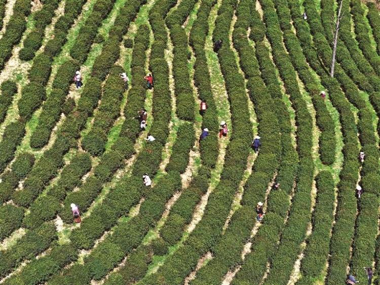 茶香迎客来 绿色产业兴 ——陕西茶产业高质量发展纪实_fororder_微信图片_20260423084002_1780_356