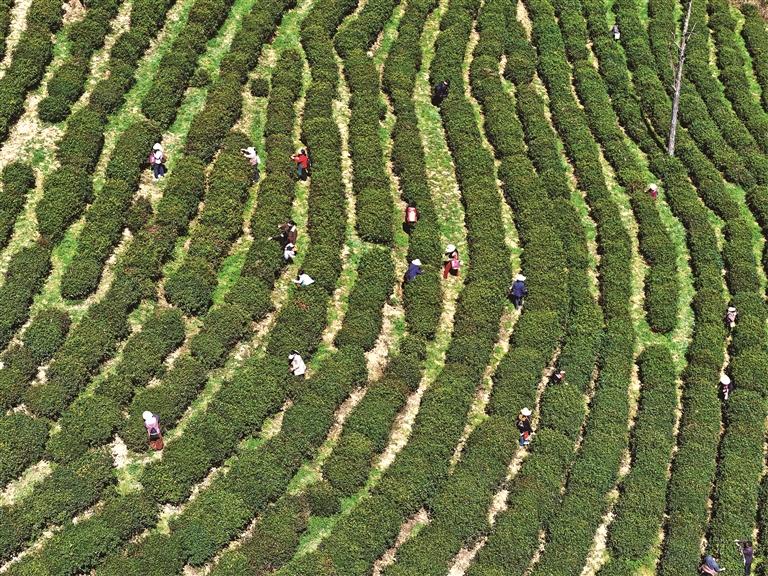 茶香迎客来 绿色产业兴 ——陕西茶产业高质量发展纪实_fororder_微信图片_20260423084002_1780_356