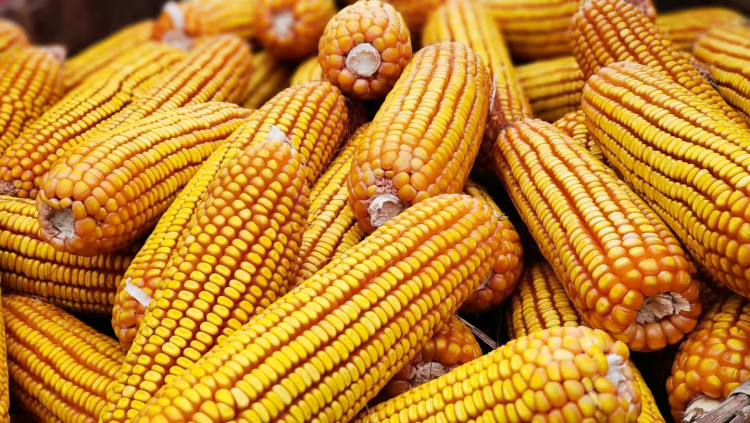 【“县”声夺人】榆林横山：丰收好图景_fororder_图片4