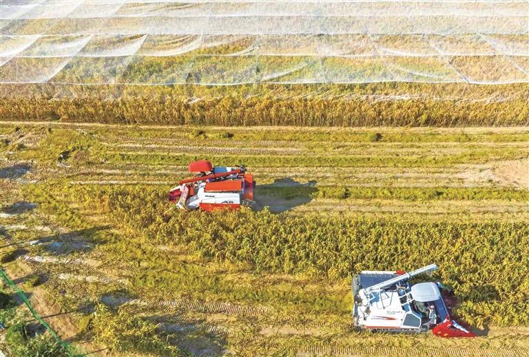 塞上沃野绘新卷 农业强市启新程——榆林以农业现代化谱写乡村振兴新篇章_fororder_微信图片_20260126083034_2810_127