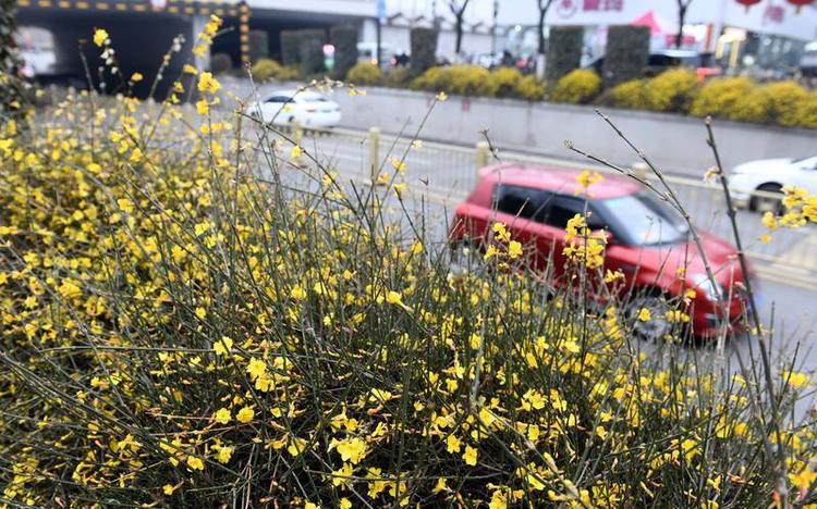 迎春花开 春意萌动
