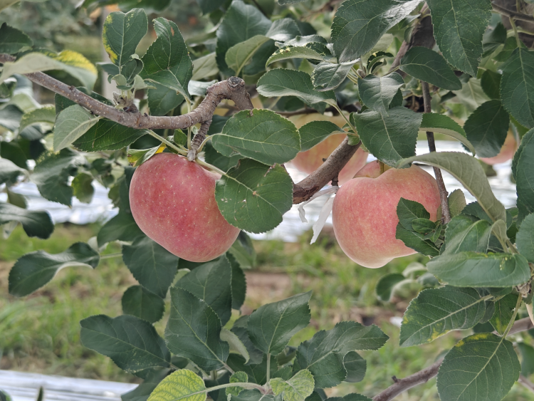 礼泉三韵：解码一座县域的文旅融合高质量发展之路_fororder_图片7