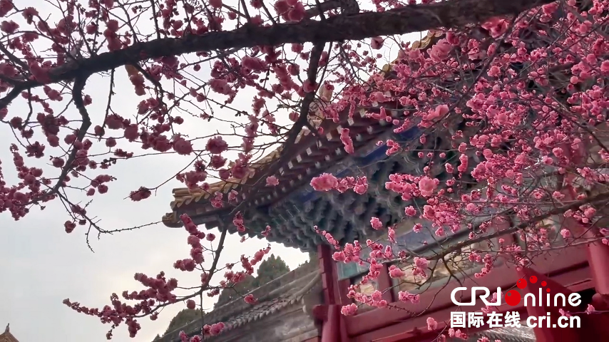 【Poetic陕西】春染华山：云海翻涌映群峰 古庙花开满园春_fororder_图片5