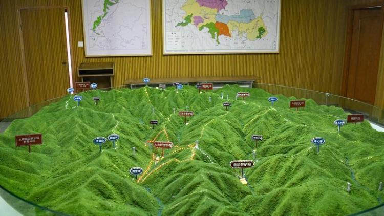 世间最动人的相遇 秦岭深处邂逅野生大熊猫