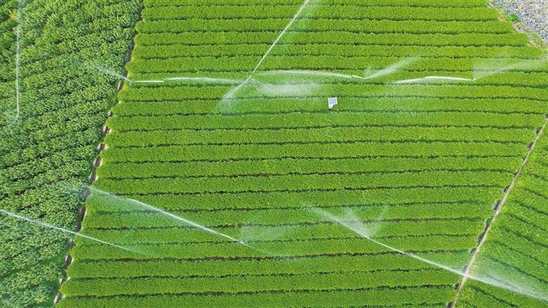 【“县”声夺人】秦巴深处赋新绿 安康焕古镇以“绿”生“金”的新茶经_fororder_6466c2595f0d409c977023a21042af09