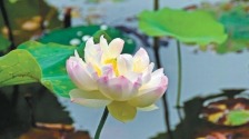 夏花盛放迎客来