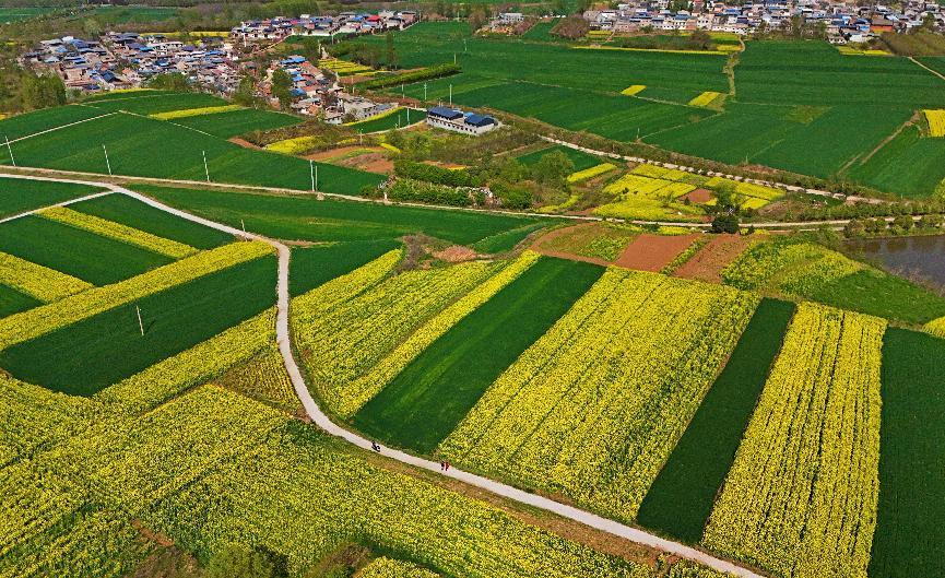 “金色花海”美如画