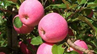 黄土高原上的“金果果” 何以“出海”又“飞天”？