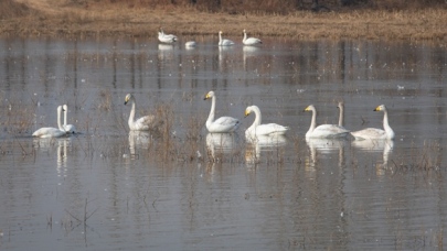 산시 웨이난, 아름다운 백조들 화산(华山)기슭에 서식_fororder_rBABC2Hn0yiAAD99AAAAAAAAAAA338.587x330