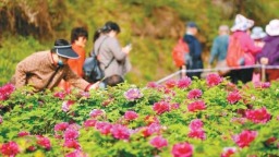 国色天香 春满秦岭 阿姑泉牡丹苑牡丹盛开等你赴约