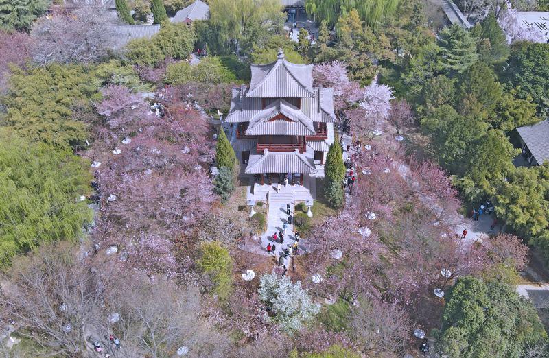 青龙寺赏樱人潮涌