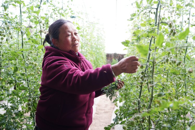 新春走基层 | 佳县朱官寨镇：让产业之花在黄土高原绽放