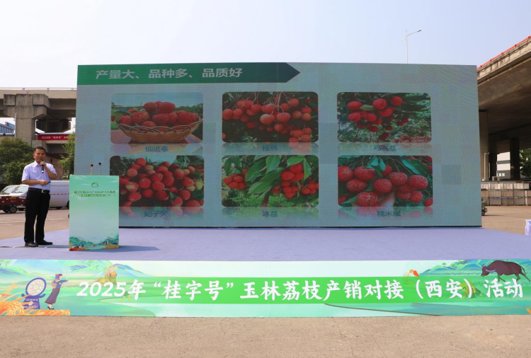 从岭南到长安：玉林荔枝“牵手”西安市场 搭建两地农业合作新桥梁_fororder_4·3