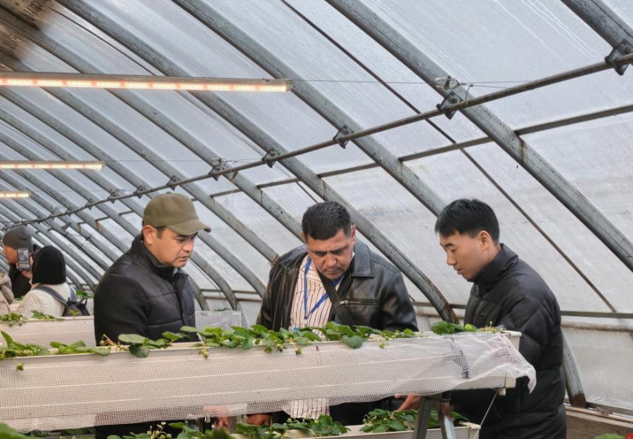 从中亚到陕西：300名职业农民“留学”渭南学种地