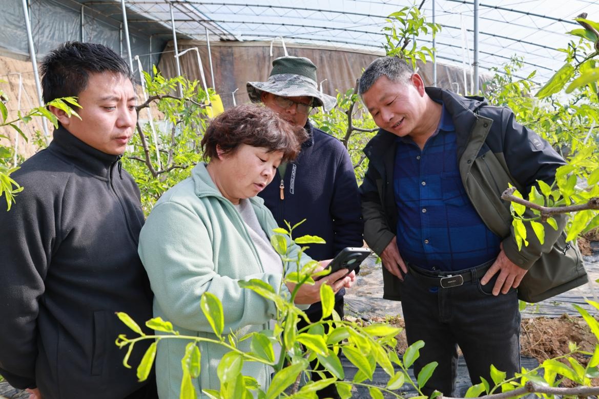 渭南市大荔县“冬枣妈妈”周爱英荣获“中国好人”荣誉_fororder_图片1