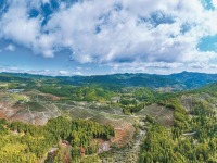 福州闽清：高山茶园春茶飘香