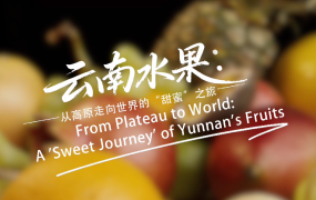 【从云南出发】云南水果：从高原走向世界的“甜蜜”之旅