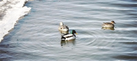 吉林长春：伊通河畔春之声