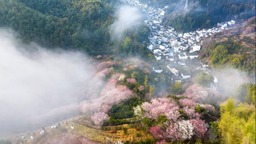 安徽黄山：卖花渔村梅花开