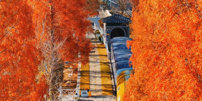 黄山休宁齐云山：水杉大地艺术公路观景打卡正当时，初冬的浪漫在这里_fororder_微信图片_20251212171456_559_21