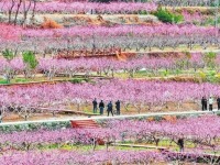 甘肃陇南：桃花竞相绽放