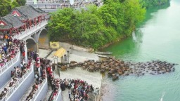 四川：观百牛竞渡 促文旅消费