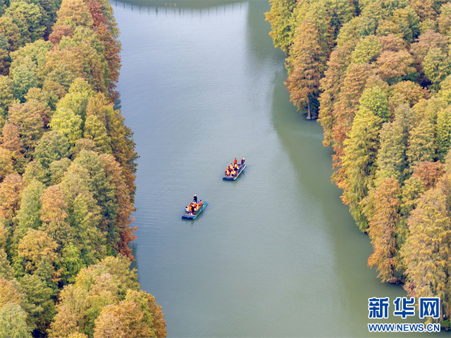 江苏兴化：水上森林冬景醉人