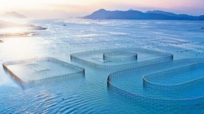 福建宁德：年年有黄鱼 年年都有余