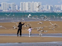 河北秦皇岛：海鸥舞翩跹