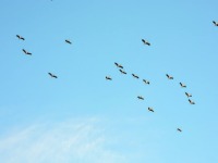 百只“鸟中大熊猫”掠过合肥天空