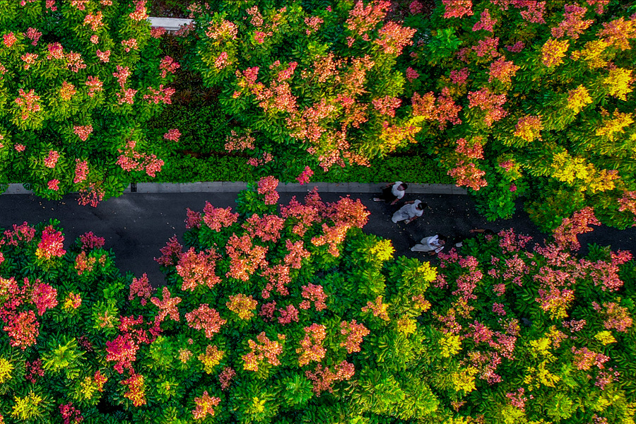 厦门：多彩栾树披“秋装”