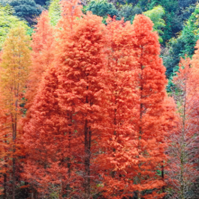 福州闽清古洋村水杉正当“红”