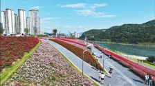四川宜宾：岷江畔，从工厂围江到花海绽放