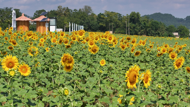 黄山屯溪：油葵花海飘香 描绘振兴新景_fororder_图片2