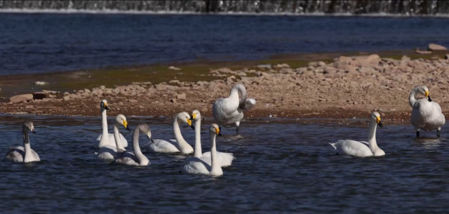 北京密云：三种珍稀天鹅首次同框