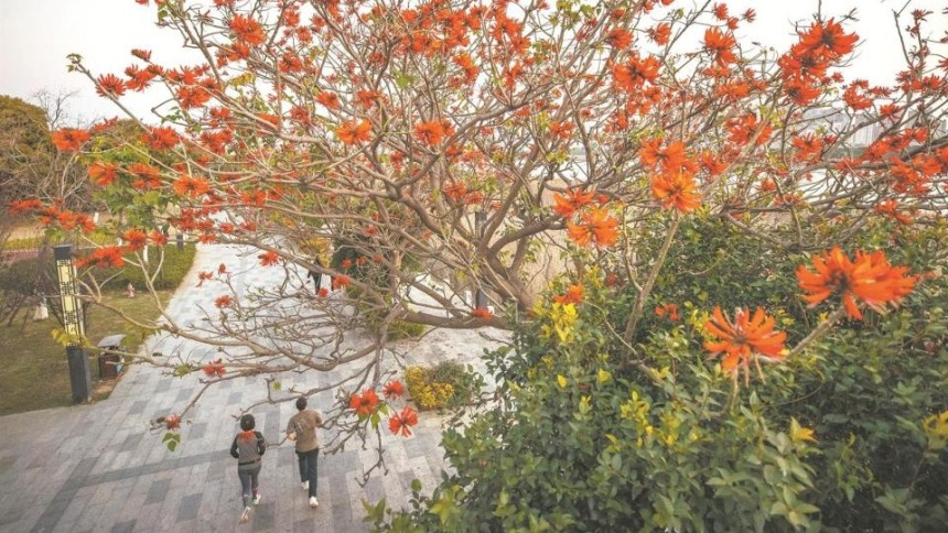 福建泉州：刺桐花开刺桐城