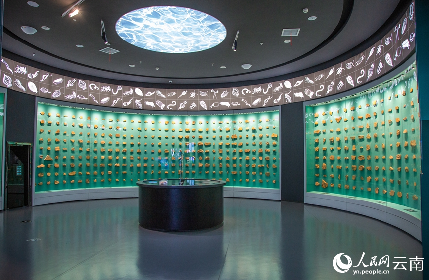 云南:澄江生物群发现40周年系列活动开幕 云南:澄江生物群发现40周年系列活动开幕