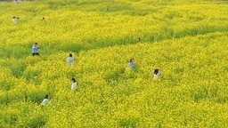 厦门：油菜花海醉游人