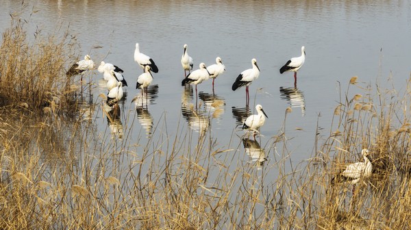 数千只“鸟类国宝”集结双鸭山宝清