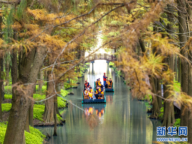 江苏兴化：水上森林冬景醉人