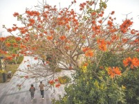 福建泉州：刺桐花开刺桐城